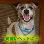 �X�[�p�[�m���m���i�����u�����y�b�g�Ɂv
